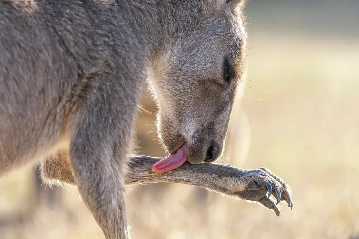 Framed Print : Eastern grey kangaroo (Macropus giganteus) licking its forearm, Wildlife Wonders, Apollo Bay, Victoria, Australia. Captive Framed Print : Eastern grey kangaroo (Macropus giganteus) licking its forearm, Wildlife Wonders, Apollo Bay, Victoria, Australia. Captive