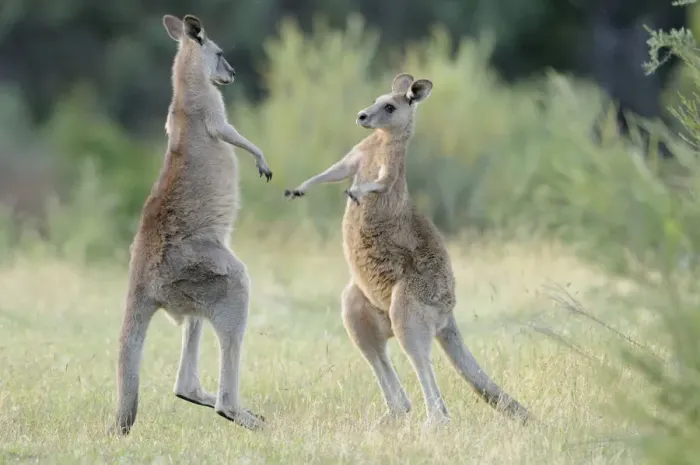 Framed Print : Eastern grey kangaroo (Macropus giganteus) two males boxing, Australian Capital Territory Framed Print : Eastern grey kangaroo (Macropus giganteus) two males boxing, Australian Capital Territory