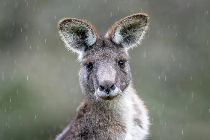Framed Print : Eastern grey kangaroo (Macropus giganteus) in the rain, head portrait, Wildlife Wonders, Apollo Bay, Victoria, Australia. Captive Framed Print : Eastern grey kangaroo (Macropus giganteus) in the rain, head portrait, Wildlife Wonders, Apollo Bay, Victoria, Australia. Captive