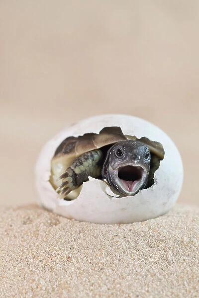 Eastern Hermann's tortoise (Testudo hermanni boettgeri) hatching from egg, mouth open. Captive, occurs in South East Europe