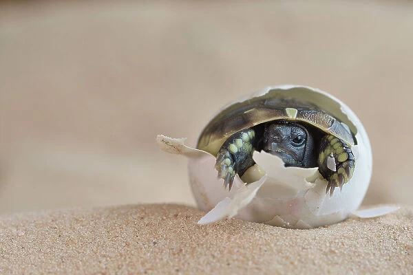 Eastern Hermann's tortoise (Testudo hermanni boettgeri) hatching from egg. Captive, occurs in South East Europe