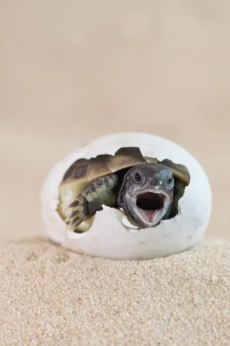 Framed Print : Eastern Hermann's tortoise (Testudo hermanni boettgeri) hatching from egg, mouth open. Captive, occurs in South East Europe Framed Print : Eastern Hermann's tortoise (Testudo hermanni boettgeri) hatching from egg, mouth open. Captive, occurs in South East Europe