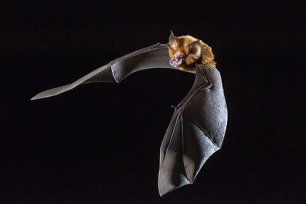 Eastern horseshoe bat (Rhinolophus megaphyllus) flying out from an abandoned mine in late evening. Its orange colouring is due to bleaching from the intense ammonia atmosphere in the mine, Iron Range, Queensland, Australia