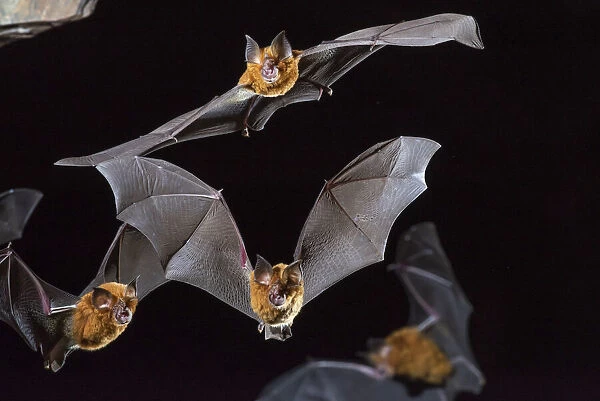 Eastern horseshoe bat (Rhinolophus megaphyllus) colony flying out from an abandoned mine in late evening. Their orange colouring is due to bleaching from the intense ammonia atmosphere in the mine, Iron Range, Queensland, Australia