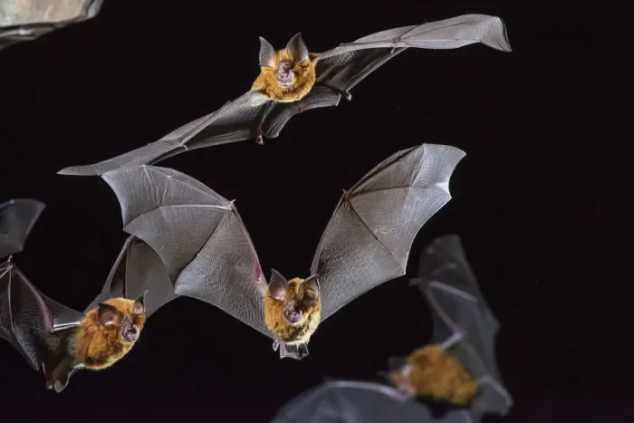 Framed Print : Eastern horseshoe bat (Rhinolophus megaphyllus) colony flying out from an abandoned mine in late evening. Their orange colouring is due to bleaching from the intense ammonia atmosphere in the mine, Iron Range, Queensland, Australia Framed Print : Eastern horseshoe bat (Rhinolophus megaphyllus) colony flying out from an abandoned mine in late evening. Their orange colouring is due to bleaching from the intense ammonia atmosphere in the mine, Iron Range, Queensland, Australia