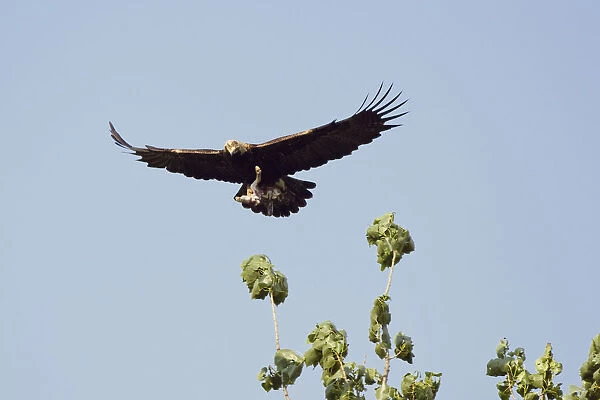 Eastern imperial eagle (Aquila heliaca) carrying Hare prey in flight, East Slovakia