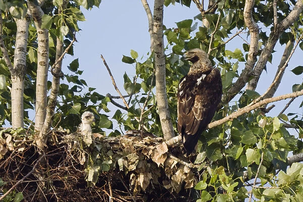 Eastern imperial eagle (Aquila heliaca) at nest with young, East Slovakia, Europe