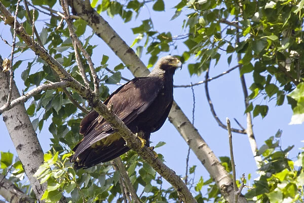 Eastern imperial eagle (Aquila heliaca) perched on branch, East Slovakia, Europe