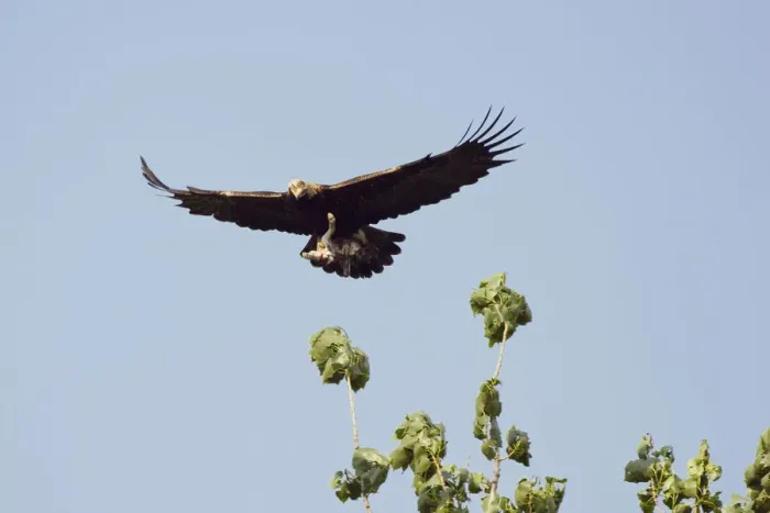 Framed Print : Eastern imperial eagle (Aquila heliaca) carrying Hare prey in flight, East Slovakia Framed Print : Eastern imperial eagle (Aquila heliaca) carrying Hare prey in flight, East Slovakia