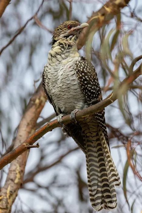 Framed Print : Eastern koel (Eudynamys orientalis) female, perched in tree, Goulburn, New South Wales, Australia