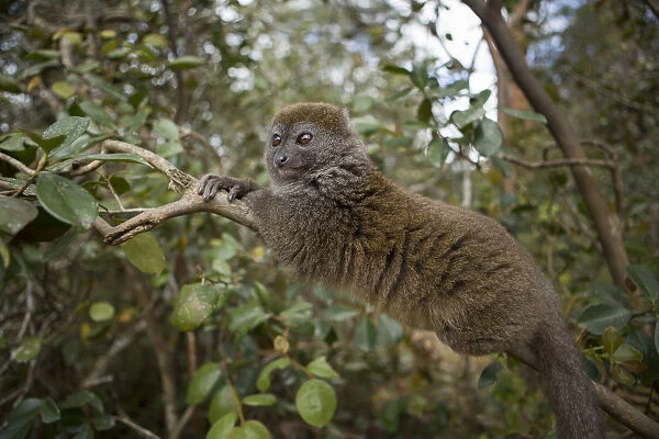Eastern Lesser Bamboo Lemur (Hapalemur griseus) Andasibe-Mantadia National Park