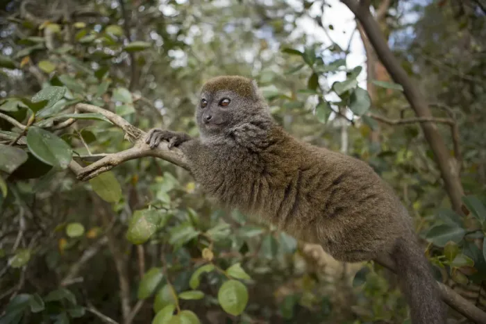 Framed Print : Eastern Lesser Bamboo Lemur (Hapalemur griseus) Andasibe-Mantadia National Park Framed Print : Eastern Lesser Bamboo Lemur (Hapalemur griseus) Andasibe-Mantadia National Park