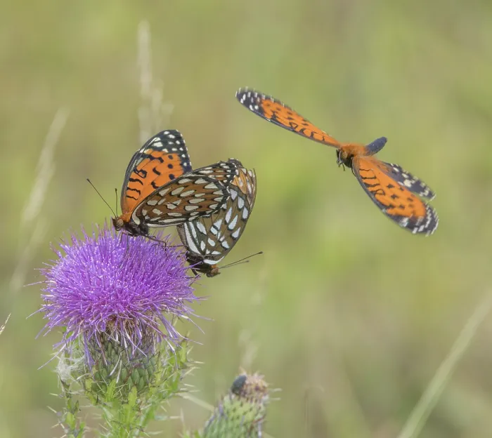 Framed Print : Eastern regal fritillary butterflies (Argynnis idalia idalia) mating pair on Pature thistle (Cirsium pumilum) with another female in flight, Fort Indiantown Gap, Pennsylvania Framed Print : Eastern regal fritillary butterflies (Argynnis idalia idalia) mating pair on Pature thistle (Cirsium pumilum) with another female in flight, Fort Indiantown Gap, Pennsylvania