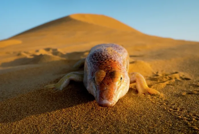 Framed Print : Eastern sandfish (Scincus mitranus) on sand dune, portrait, Sharjah, UAE. Captive Framed Print : Eastern sandfish (Scincus mitranus) on sand dune, portrait, Sharjah, UAE. Captive