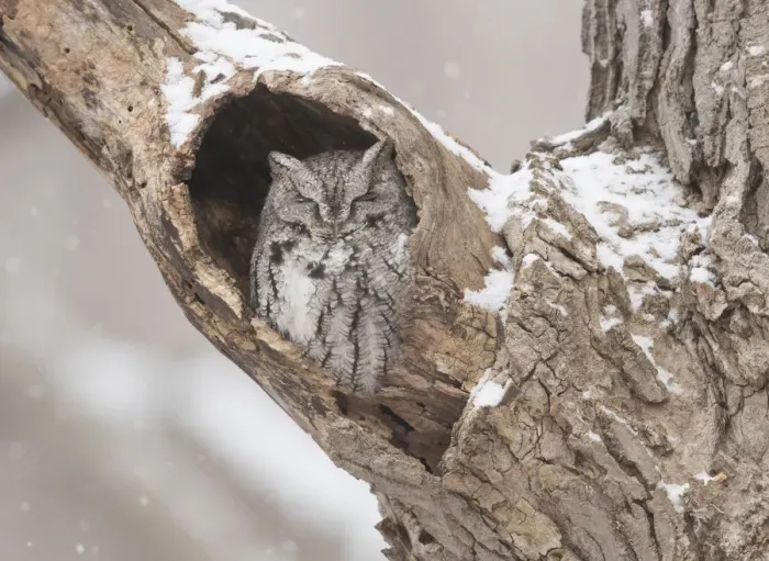 Framed Print : Eastern screech-owl (Megascops asio) grey morph, roosting in tree cavity in winter Framed Print : Eastern screech-owl (Megascops asio) grey morph, roosting in tree cavity in winter