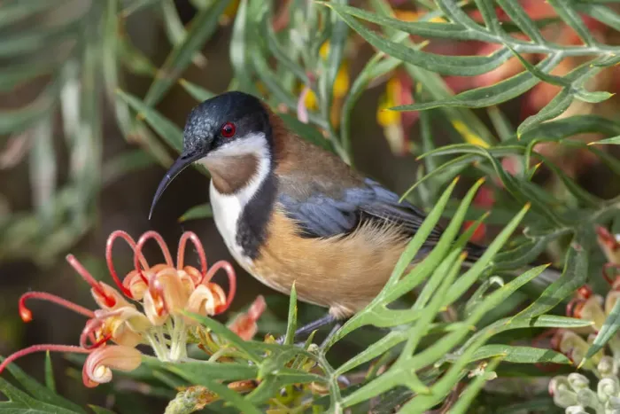 Framed Print : Eastern spinebill (Acanthorhynchus tenuirostris) male visiting Grevillea flower Framed Print : Eastern spinebill (Acanthorhynchus tenuirostris) male visiting Grevillea flower