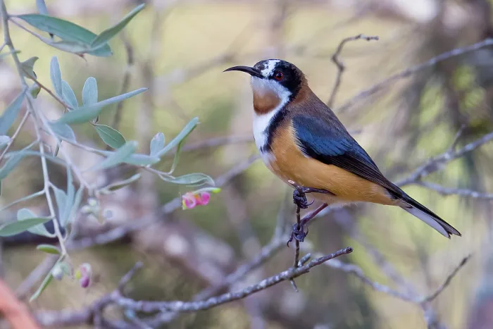 Framed Print : Eastern spinebill (Acanthorhynchus tenuirostris) vising a flowering Grevillea, Bungonia Gorge, New South Wales, Australia Framed Print : Eastern spinebill (Acanthorhynchus tenuirostris) vising a flowering Grevillea, Bungonia Gorge, New South Wales, Australia