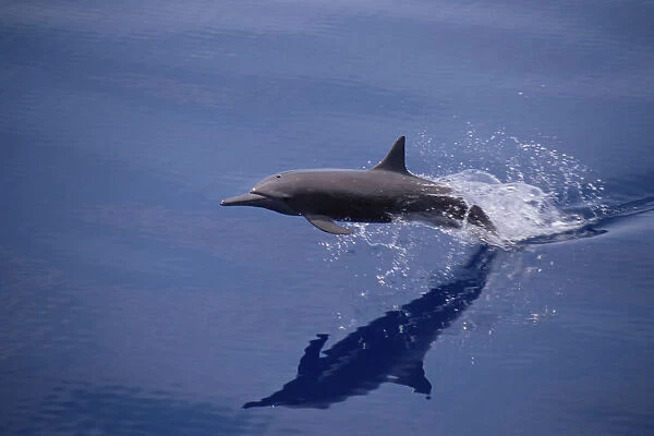 Eastern spinner dolphin {Stenella longirostris orientalis} W Mexico, Pacific