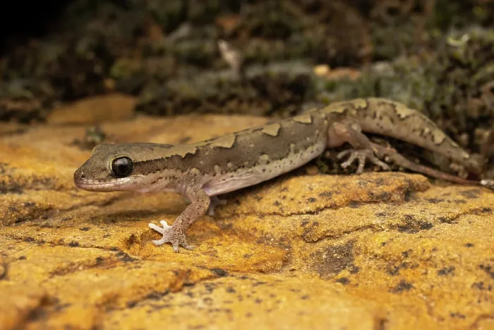 Framed Print : Eastern stone gecko (Diplodactylus vittatus) portrait, Crows Nest, Queensland, Australia