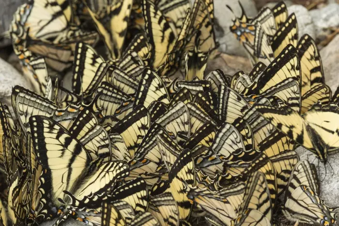 Framed Print : Eastern tiger swallowtail butterflies (Papilio glaucus) puddling, New Brunswick, Canada Framed Print : Eastern tiger swallowtail butterflies (Papilio glaucus) puddling, New Brunswick, Canada