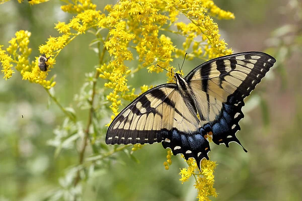 Eastern tiger swallowtail (Papilio glaucus) on early Goldenrod, French Creek State Park