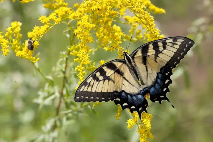 Framed Print : Eastern tiger swallowtail (Papilio glaucus) on early Goldenrod, French Creek State Park Framed Print : Eastern tiger swallowtail (Papilio glaucus) on early Goldenrod, French Creek State Park