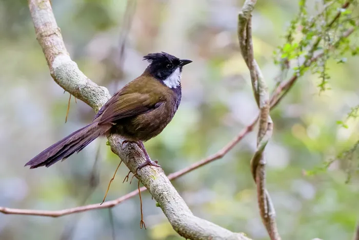 Framed Print : Eastern whipbird (Psophodes nigrogularis) perched on branch, eastern Australian temperate rainforest, Border Ranges, Queensland, Australia Framed Print : Eastern whipbird (Psophodes nigrogularis) perched on branch, eastern Australian temperate rainforest, Border Ranges, Queensland, Australia