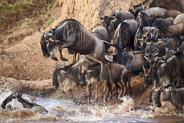 Eastern White-bearded Wildebeest (Connochaetes taurinus) jumping into Mara river on migration