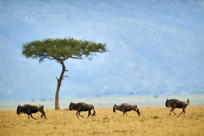 Framed Print : Eastern white-bearded wildebeest (Connochaetes taurinus), four running in line, on migration Framed Print : Eastern white-bearded wildebeest (Connochaetes taurinus), four running in line, on migration