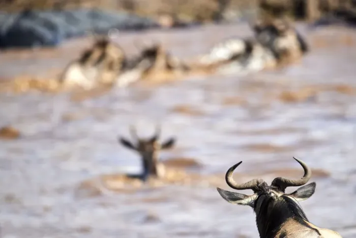 Framed Print : Eastern White-bearded Wildebeest (Connochaetes taurinus) herd swimming across Mara