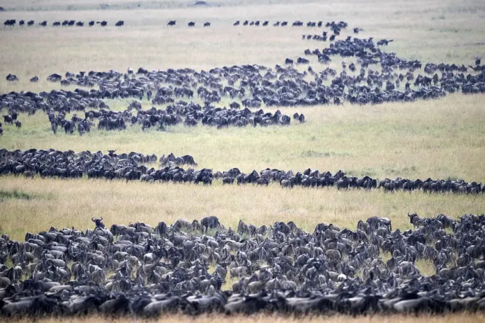Framed Print : Eastern White-bearded Wildebeest (Connochaetes taurinus) migrating herds, Masai Mara Framed Print : Eastern White-bearded Wildebeest (Connochaetes taurinus) migrating herds, Masai Mara