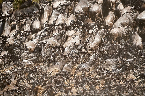 Eastern White-bearded Wildebeest herd (Connochaetes taurinus) climbing bank after crossing river