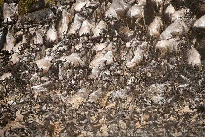 Framed Print : Eastern White-bearded Wildebeest herd (Connochaetes taurinus) climbing bank after crossing river Framed Print : Eastern White-bearded Wildebeest herd (Connochaetes taurinus) climbing bank after crossing river