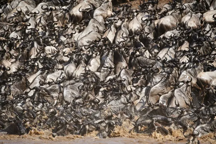 Framed Print : Eastern White-bearded Wildebeest herd (Connochaetes taurinus) climbing bank after crossing river Framed Print : Eastern White-bearded Wildebeest herd (Connochaetes taurinus) climbing bank after crossing river