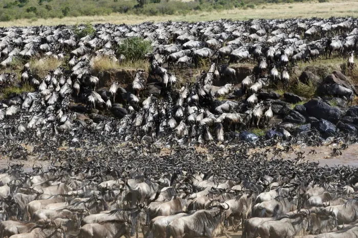 Framed Print : Eastern White-bearded Wildebeest herd (Connochaetes taurinus) crossing the Mara River Framed Print : Eastern White-bearded Wildebeest herd (Connochaetes taurinus) crossing the Mara River