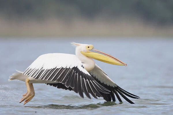 Eastern white pelican (Pelecanus onolocratus) taking off from river, Danube Delta