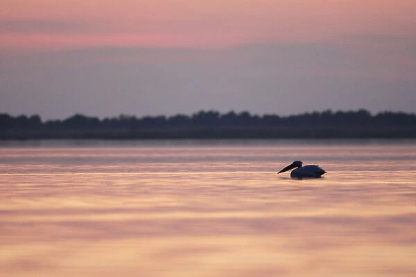 Eastern white pelican (Pelecanus onolocratus) silhouetted at sunset, Danube Delta