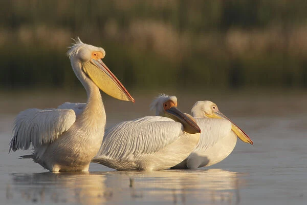 Three Eastern white pelicans (Pelecanus onolocratus) in the Danube Delta, Romania