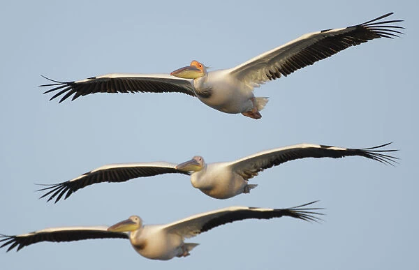 Three Eastern white pelicans (Pelecanus onolocratus) in flight, Danube Delta, Romania