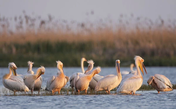Eastern white pelicans (Pelecanus onolocratus) preening in shallow water, Danube Delta