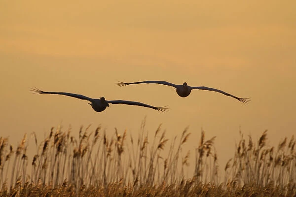Two Eastern white pelicans (Pelecanus onolocratus) in flight, silhouetted at sunset