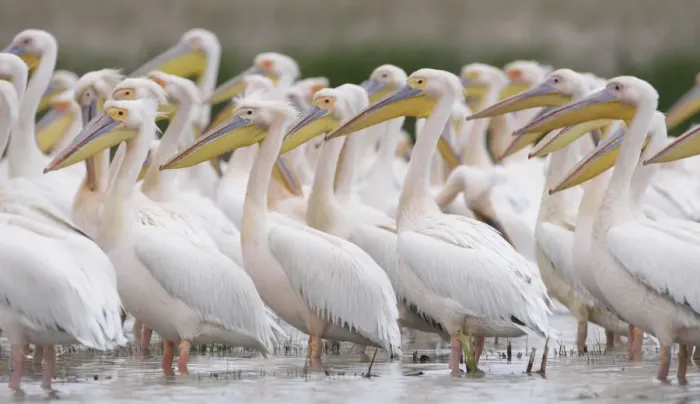 Framed Print : Eastern white pelicans (Pelecanus onolocratus) Danube Delta, Romania, May 2009