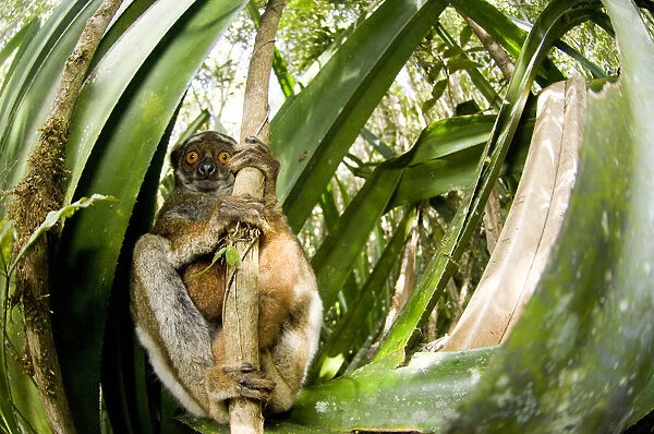 Eastern woolly  /  avahi lemur (Avahi laniger) clinging to branch, Andasibe-Mantadia National Park