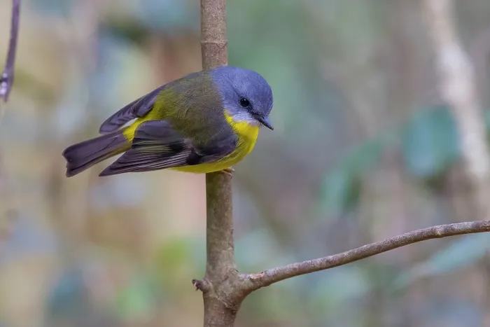 Framed Print : Eastern yellow robin (Eopsaltria australis) perched on branch, eastern Australian temperate rainforest, Border Ranges, Queensland, Australia Framed Print : Eastern yellow robin (Eopsaltria australis) perched on branch, eastern Australian temperate rainforest, Border Ranges, Queensland, Australia