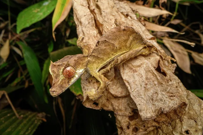 Framed Print : Ebenau's leaf-tailed gecko (Uroplatus ebenaui) active at night in forest, Domanin de Fontenay, Montagne d'Ambre National Park, northern Madagascar