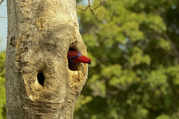 Eclectus Parrot (Eclectus roratus) female peering out from her nest cavity