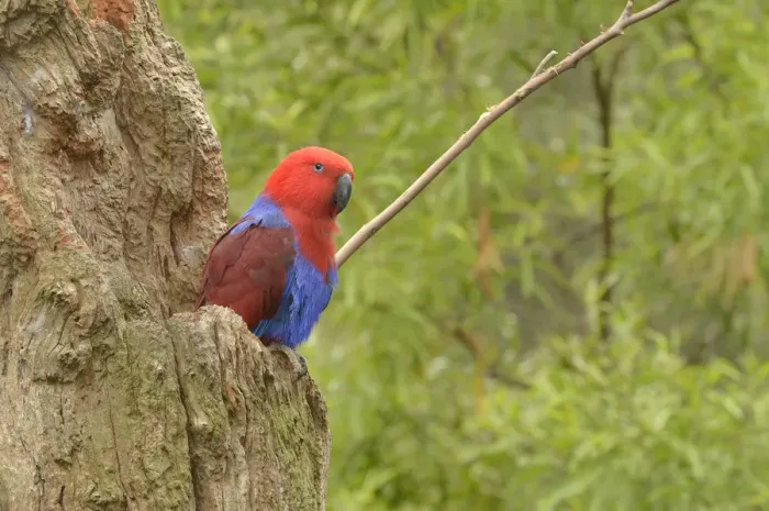 Framed Print : Eclectus parrot (Eclectus roratus) female at nest hollow, captive Framed Print : Eclectus parrot (Eclectus roratus) female at nest hollow, captive