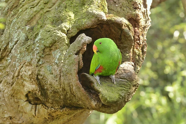 Eclectus parrot (Eclectus roratus) male at nest hole, captive