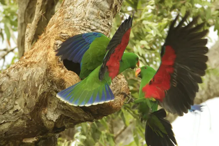 Framed Print : Eclectus parrot (Eclectus roratus) two males arrive at a nest cavity at the same time Framed Print : Eclectus parrot (Eclectus roratus) two males arrive at a nest cavity at the same time