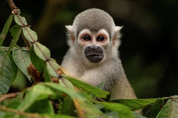 Ecuadorian squirrel monkey (Saimiri cassiquiarensis macrodon) portrait, Yasuni National Park, Orellana, Ecuador